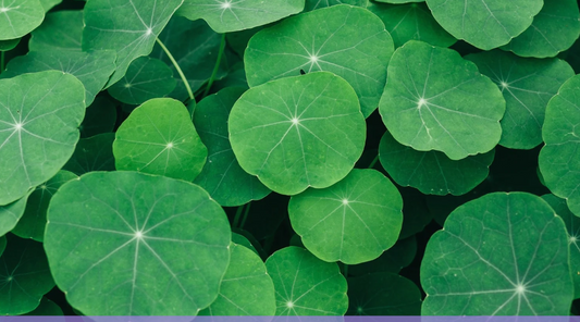 Close-up of lush green Centella asiatica leaves, also known as cica, used in Korean skincare.
